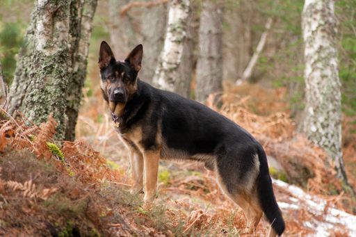 A cute adult German shepherd dog in nature looking at a camera