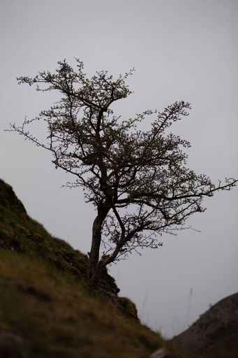 A vertical shot of a lonely tree grown on a hill with the gray gloomy sky in the background