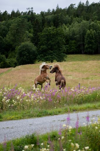 A vertical shot of brown horses playing in the beautiful green field