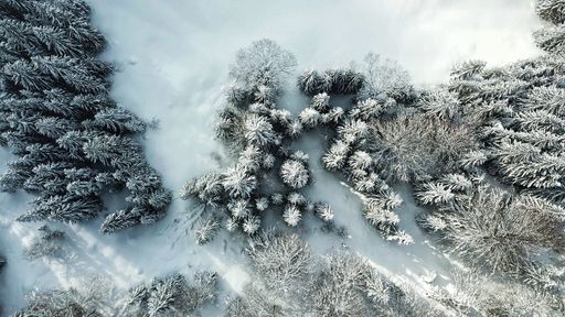 A beautiful aerial drone shot of a forest with trees covered in snow during winter