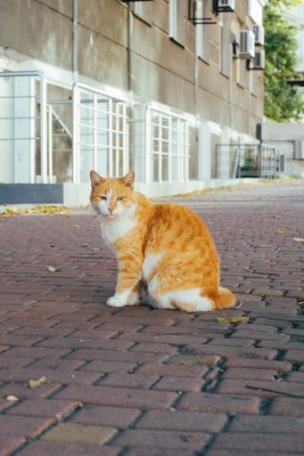A vertical shot of a white and ginger cat sitting on the paved path