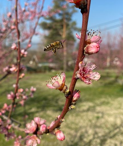 A closeup shot of a bee flying towards a peach tree blossoms (Prunus persica)  on a blurred background