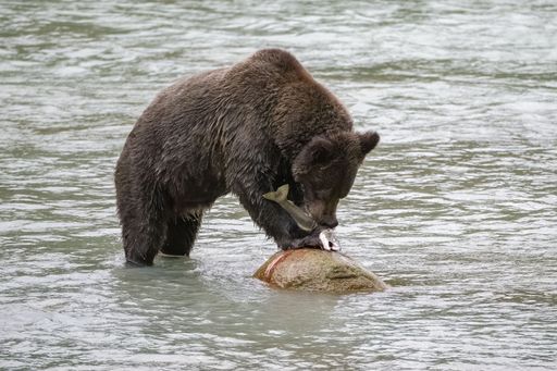 A grizzly bear eating a caught salmon fish in a river in Alaska