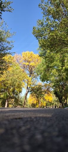 A vertical shot of a park with green trees on a sunny day