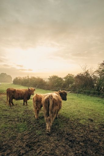 A closeup of brown Highland cattle in green pasture in valley in Upper Bavaria.