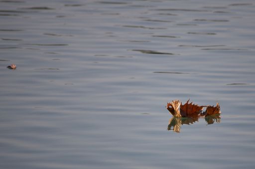 A beautiful shot of a dry autumn leaf floating on the water