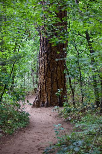 A vertical shot of a tree trunk with crackles in a forest