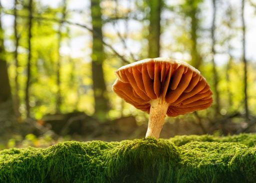 A closeup of a Deadly webcap fungus growing on a mossy surface in an evergreen forest