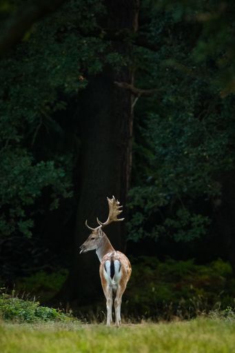 A vertical shot of a deer in the middle of a forest