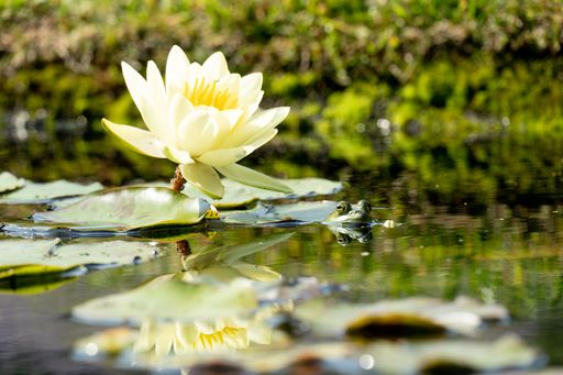 A selective focus shot of white water lily and frog