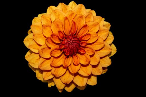A beautiful yellow dahlia flower on a lack background