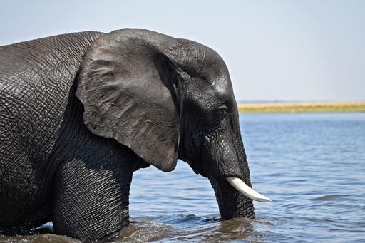 Close up of the head of an elephant, crossing the Chobe river, at Chobe Nationalpark in Botswana