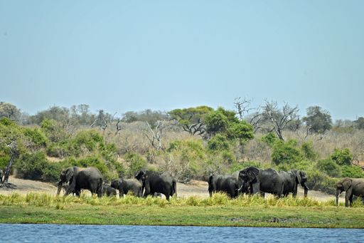 A herd of elephants crossing the Chobe river, at Chobe nationalpark in Botswana