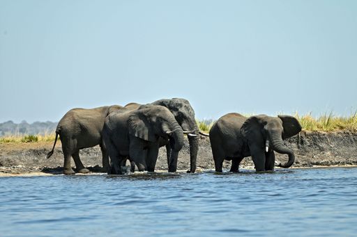 A herd of elephants crossing the Chobe river, at Chobe nationalpark in Botswana