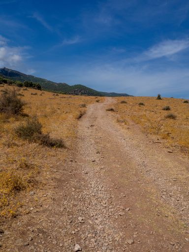 A vertical shot of a dusty dirt road on a sunny day