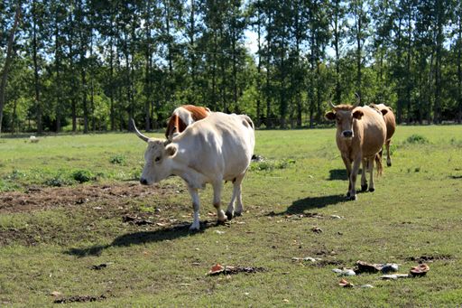 A group of cows walking in a green field with tall trees in the background during a sunny day