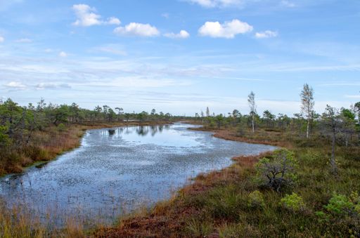 A swamp in a beautiful landscape with trees reflected in the water under the bright, blue sky