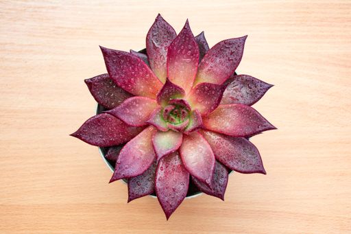 A closeup shot of a cute flower on a wooden table