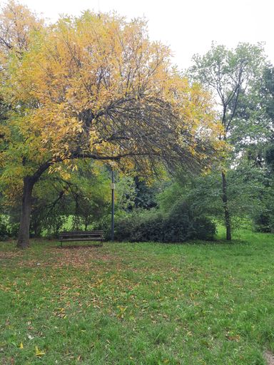 A vertical shot of a bench under a tree in a green park in Ada Ciganlia, Belgrade, Serbia