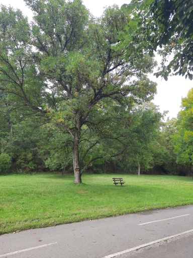 A vertical shot of a bench under a tree near a road in Ada Ciganlia, Belgrade, Serbia