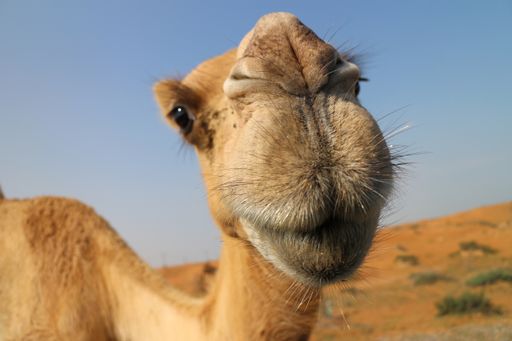 A closeup shot of a beautiful camel in the desert Ras al Khaima in the United Arab Emirates