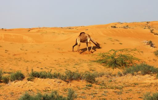 A beautiful shot of a beautiful camel in the desert Ras al Khaima in the United Arab Emirates