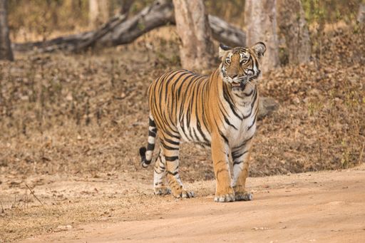 Female Bold and Ferocious Tiger at Kabini, Nagarhole National Park, Karnataka, India