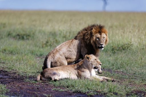 A male lion getting up after resting while a lioness is still resting in the Masai Mara in Kenya