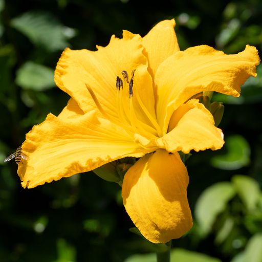 A beautiful closeup of a yellow day lily in the garden