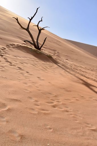A vertical shot of a dry tree in a desert