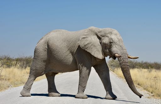 A cute elephant crossing a road
