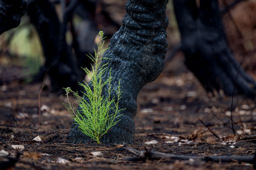 A closeup shot of a green plant growing in front of a burnt tree in Albuquerque