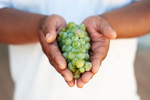 A closeup of hands holding a bunch of fresh ripe green grapes