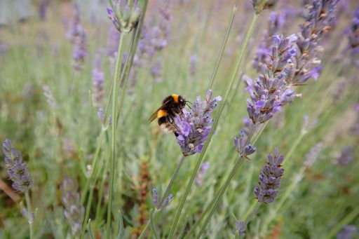 Wild buff-tailed bumble bee (Bombus terrestris) single worker drinking nectar from herbal lavender (Lavandula) flowers blooming in a field.