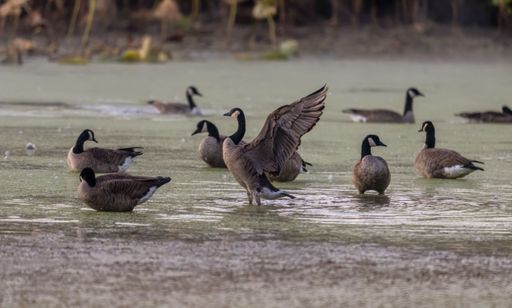 A view of beautiful Canada geese swimming on a lake during sunrise