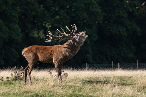 A scenic view of a Red deer bellowing in the field with a background of a forest