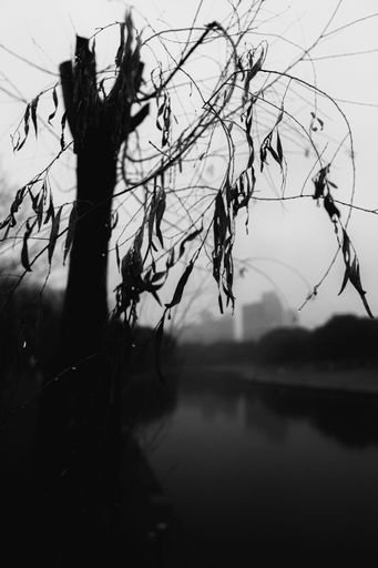 An autumn tree with almost leafless branches and a lake in the distance