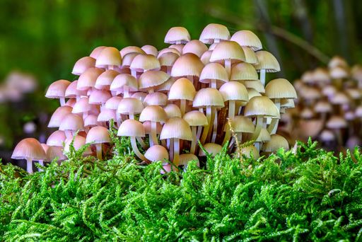 A view of a beautiful mushroom in the forest with green moss in nice light