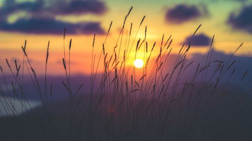 A selective focus shot of plants captured at sunset