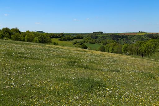 A beautiful shot of a wide green meadow with dandelion flowers and trees