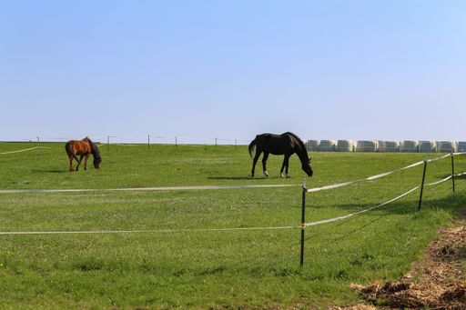 A beautiful shot of horses in a farm enclosure