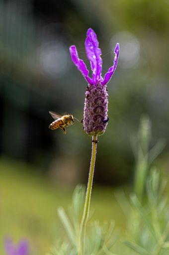 A shallow focus shot f a Bee buzzing around a lavender flower with blur background