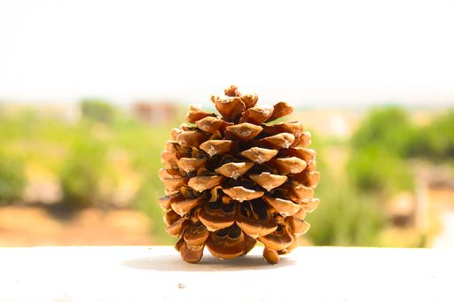 A closeup shot of a dried pine cone on a white surface