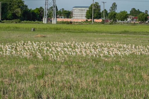 A group of ducks following each other on a grass