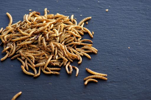 A closeup shot of a swarm of mealworms placed on a black surface