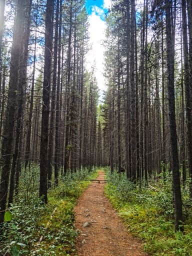 A vertical shot of a long walking trail through Banff National Park in Alberta, Canada