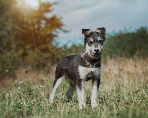A scenic view of a Miniature Schnauzer dog standing in an open field on a bright sunny day