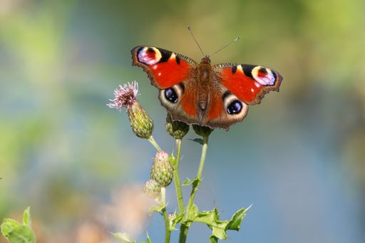 A selective focus of a colorful peacock butterfly, Aglais io captured standing on a flowering plant