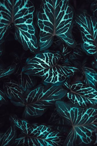 A vertical shot of green leaves in a garden - perfect for wallpapers