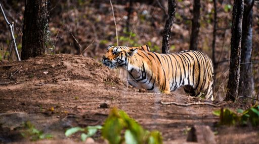 A beautiful shot of a tigress from Pench tiger reserve
